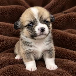 Nugget - Sable male Pembroke Welsh Corgi puppy in Port Republic, Maryland from Bestfurends