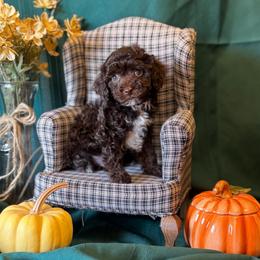 Clove - Brown male Poodle puppy in Caldwell, Idaho from Leila Pearson