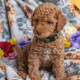 Puppy 2 (Goldendoodle) - Dark golden male Golden Retriever puppy in San Tan Valley, Arizona from Top Gun Golden Retrievers