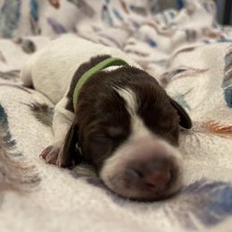 Girl 4 - Wirehaired Pointing Griffon puppy in Ohio from Feather View Farm