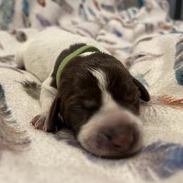 Girl 4 - Wirehaired Pointing Griffon puppy in Ohio from Feather View Farm