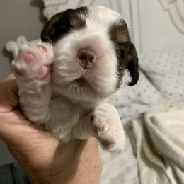 Bambi - Brown white and tan Cocker Spaniel puppy in Sautee Nacoochee, Georgia from Candy's Cockers