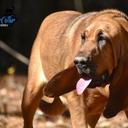 Bloodhound puppies from Blue Collar Kennelz