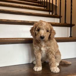 Betty - Apricot female Goldendoodle puppy in New Waverly, Texas from C.P. Puppy Buddies