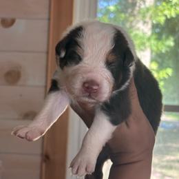 Twister - Red tri-color male Australian Shepherd puppy in Morrow, Ohio from OakHaven Acres Aussies