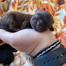 Shih Tzu Puppies from Blue Ridge Shih Tzus