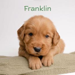 Franklin - Dark golden male Golden Retriever puppy in Buhl, Idaho from Atkinson's Goldens