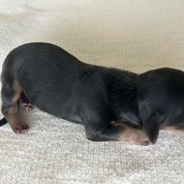 Tiny male puppy - Black and tan male Dachshund puppy in Sebring, Florida from Mini Weenies