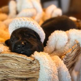 Hermés - Black male German Shepherd puppy in Beryl, Utah from Von Den Mächtigen Kennels