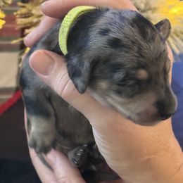 Prince Harry - Dapple male Dachshund puppy in El Cajon, California from Lisa Buxton