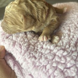 Burgundy - Apricot female Poodle puppy in Redlands, California from LEI Kennels