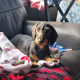 Dachshund All Grown Up from HollieSue Dachshunds