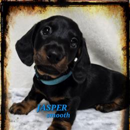 Jasper - Black and tan male Dachshund puppy in Blair, Oklahoma from North Fork Doxies-Okla