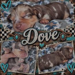 Dove- On hold for 2 weeks - Dapple female Dachshund puppy in Duncan, Arizona from Bootheel Doxies & Poms