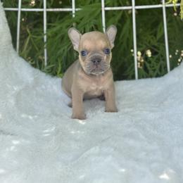 Brody - Fawn male French Bulldog puppy in Ronks, Pennsylvania from Bleu Rock French Bulldogs