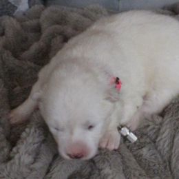 Dark Pink Girl - Samoyed puppy in West Jordan, Utah from My Samoyed Family