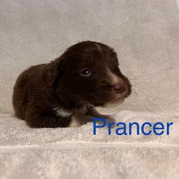 Prancer - Red tri-color male Australian Shepherd puppy in Rose Hill, North Carolina from Motega Australian Shepherds