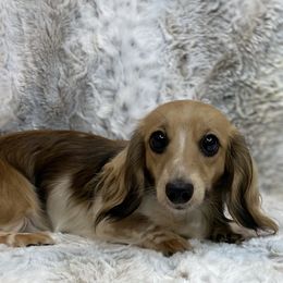 Mazy - Dachshund