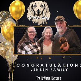 Dachshund Puppies from T’s D’Vine Doxies