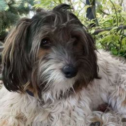 Havanese from Blue River Havanese