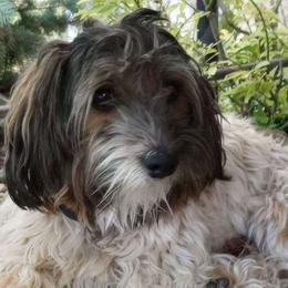 Havanese from Blue River Havanese