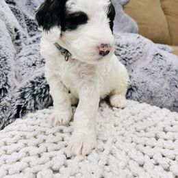 Sheepadoodle Puppies from Maplesierradoodles