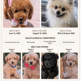 Cavalier King Charles Spaniel, Cavapoo, Companion Cross, and Pomeranian Puppies from MirVit Happy Tails Puppies