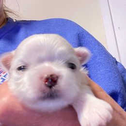 Boy 1 - White male Maltese puppy in Wilson, New York from Maltese By Valerie