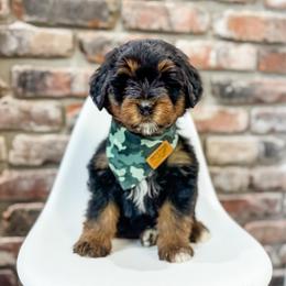 Pepper - male Bernedoodle puppy in Sharpsburg, Georgia from Steindoodles