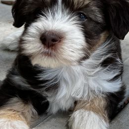 Havanese from Arrow Hope Farms