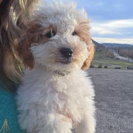 Rover - Parti male Goldendoodle puppy in Boise, Idaho from Nesting Dolls