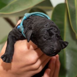 Blue - Black male Poodle puppy in Palmetto, Georgia from Renders Poodles