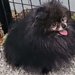 Jackpot - Pomeranian