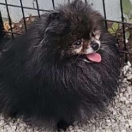 Jackpot - Pomeranian