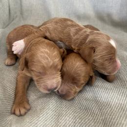 Boy 2 - Red  male Goldendoodle puppy in Glendale, Arizona from Follow Your Bliss Doodles