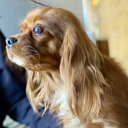 Scarlett - Cavalier King Charles Spaniel