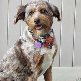 June - Aussiedoodle