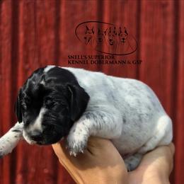 Boy 4 - Black roan male German Shorthaired Pointer puppy in China Township, Michigan from Snell's Superior Kennel Dobermann & GSP