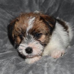 Edy Boy 1 - White and tan male Russell Terrier puppy in Middletown, Virginia from DBF Russell Terriers