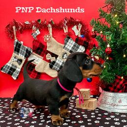 Miss Juliette - Black and tan female Dachshund puppy in Ben Wheeler, Texas from P&P Dachshunds