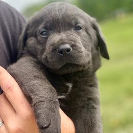 Fisher - Charcoal male Dilute Retriever puppy in Baldwin City, Kansas from Hedge Lane Labradors
