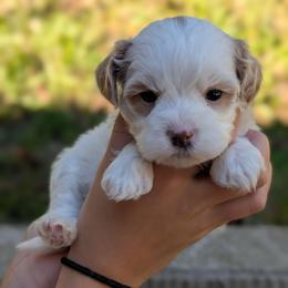 Screech - Gold and white male Shihpoo puppy in Coshocton, Ohio from Forever Family Puppies