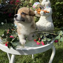 Sean Connery - Sable male Pembroke Welsh Corgi puppy in Delray Beach, Florida from Holly's Pembroke Welsh Corgis