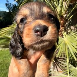 Shaded Red - Red male Dachshund puppy in Nampa, Idaho from Long_and_Low_Dachshunds