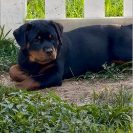 Rottweiler Puppies from Milton's Rottweilers