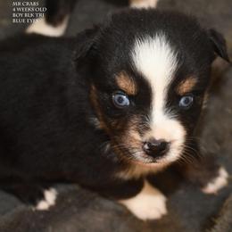 Mr Crabs - Black tri male Miniature Australian Shepherd puppy in Patterson, North Carolina from DreamLine Aussies