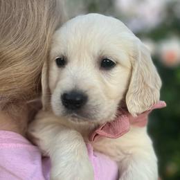 Miss Pink - Light golden female Golden Retriever puppy in Nampa, Idaho from Farmhouse Goldens