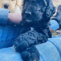 Double Doodle Puppies from Dog Paw Doodles