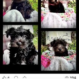 Miniature Schnauzer Puppies from Sophie’s Choice Puppies