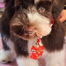 Miniature Schnauzer Puppies from Parti-Tyme Miniature Schnauzers